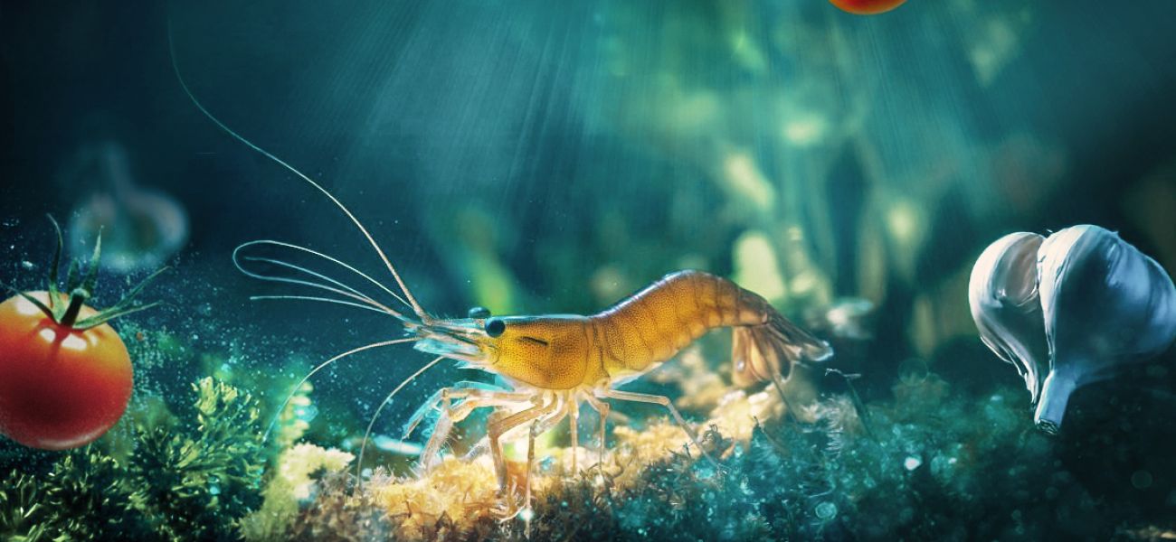 Wilthagen | Noordzeegarnalen en Wilthagen