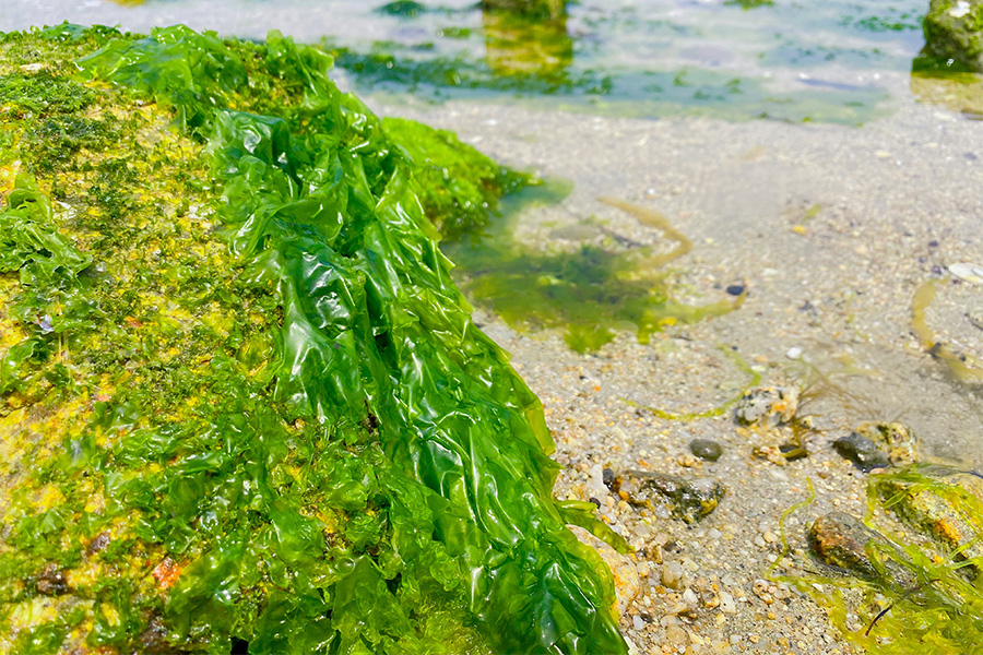 Wilthagen | Producten - Prote&iuml;ne Snacks img02